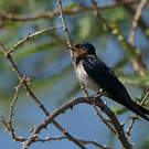 Hirondelle de l'Angola
