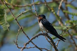 Angolan Swallow