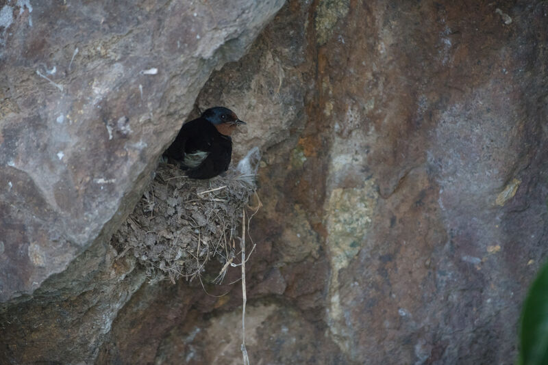 Angolan Swallow, Reproduction-nesting