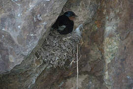 Angolan Swallow