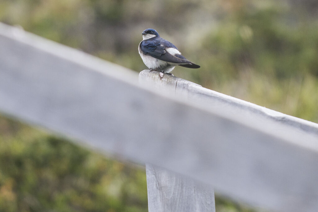 Chilean Swallow