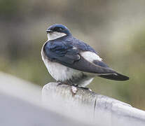 Chilean Swallow