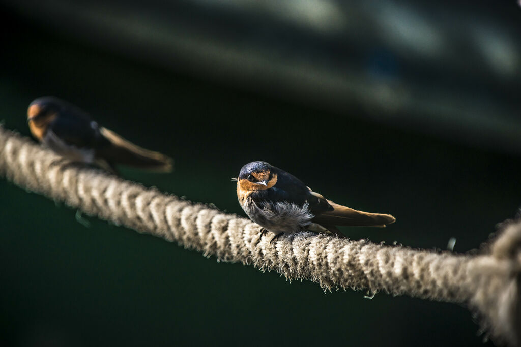 Welcome Swallow