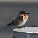Hirondelle messagère