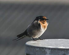 Welcome Swallow