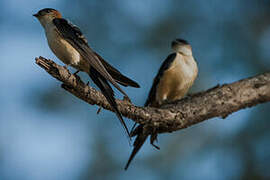 Red-rumped Swallow