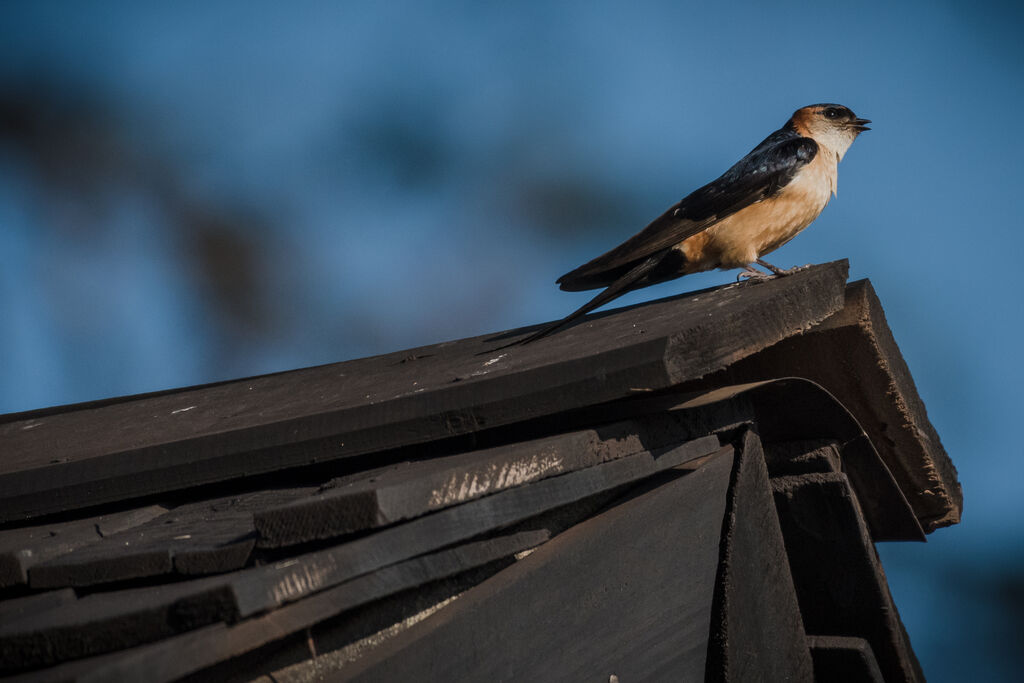 Red-rumped Swallow