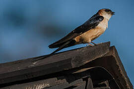 Red-rumped Swallow