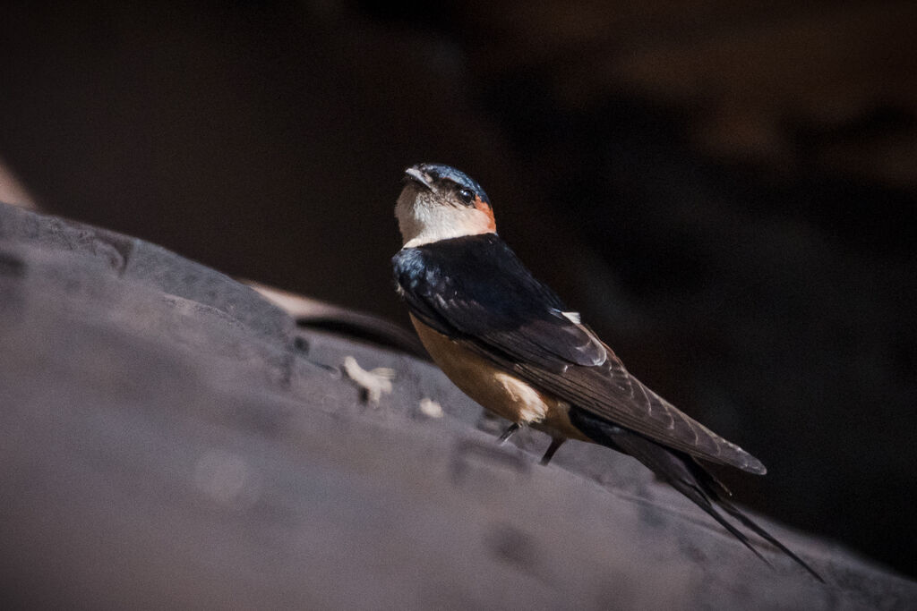 Red-rumped Swallow