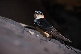 Red-rumped Swallow