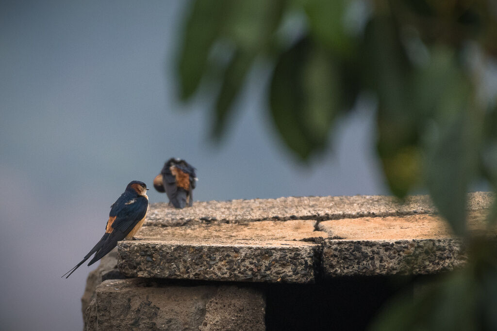 Red-rumped Swallow