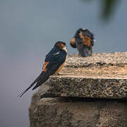 Red-rumped Swallow