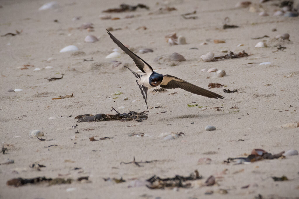 Barn Swallow