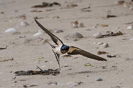 Barn Swallow