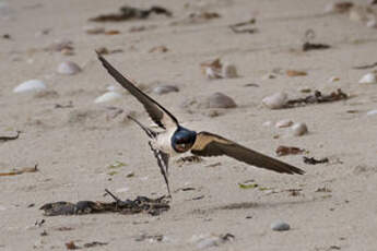 Hirondelle rustique