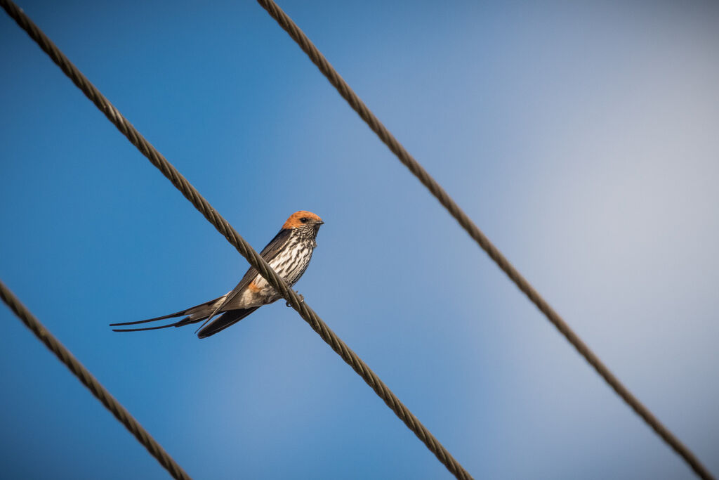 Hirondelle striée