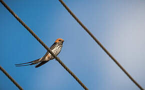 Lesser Striped Swallow