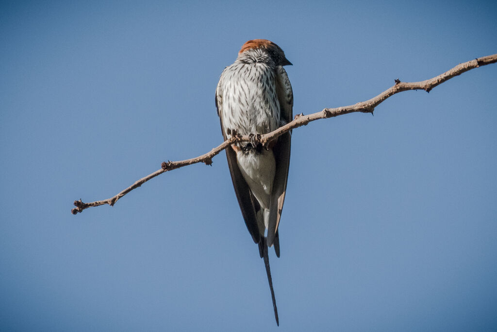 Lesser Striped Swallow