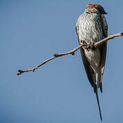 Lesser Striped Swallow