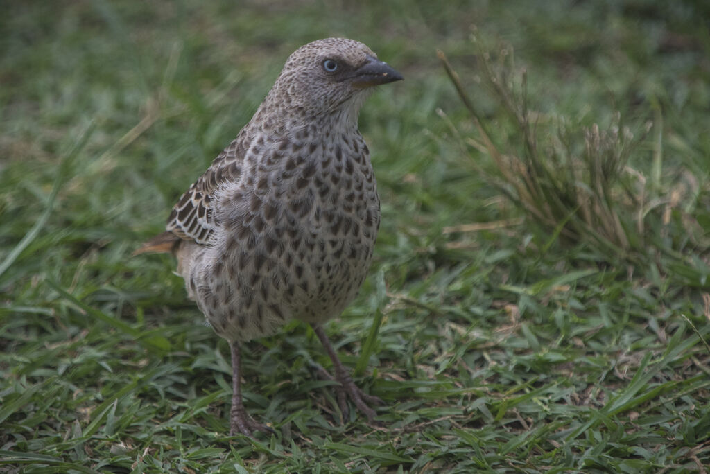 Rufous-tailed Weaver