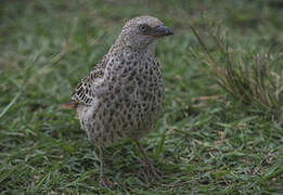 Rufous-tailed Weaver