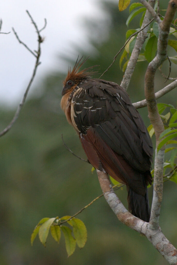 Hoatzin