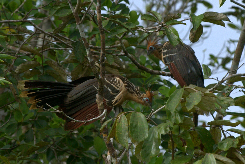 Hoatzin