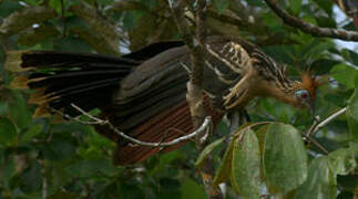 Hoatzin