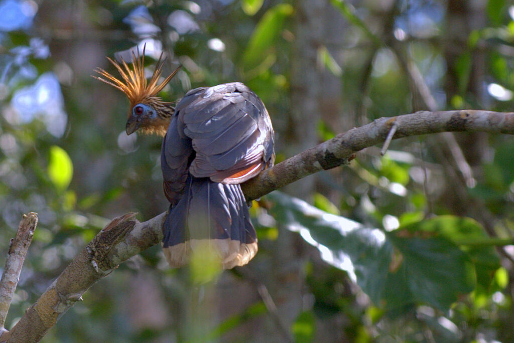 Hoatzin