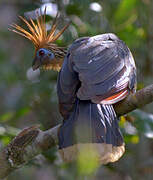 Hoatzin