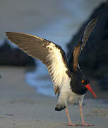 American Oystercatcher