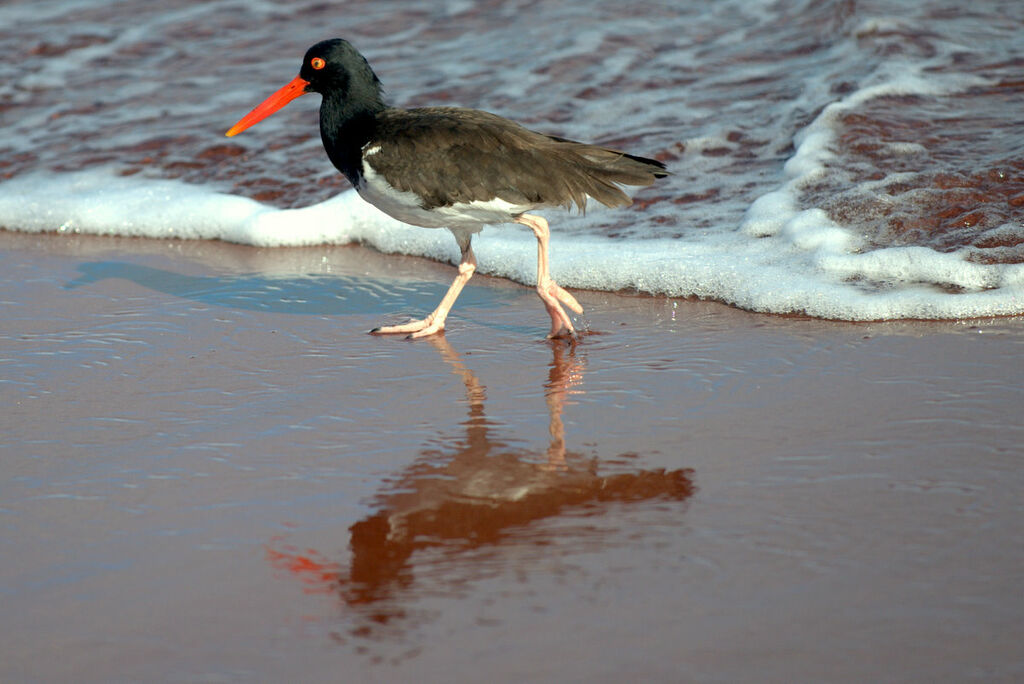 American Oystercatcher