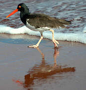 American Oystercatcher