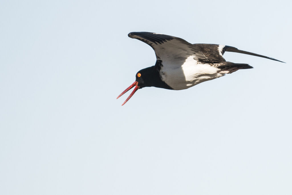 American Oystercatcher, Flight