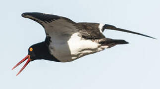 American Oystercatcher