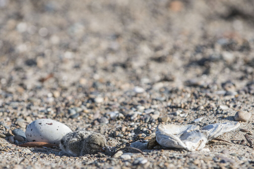 American Oystercatcherjuvenile, Reproduction-nesting