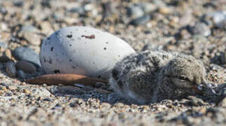 American Oystercatcher