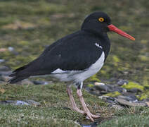 Magellanic Oystercatcher