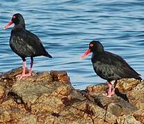 African Oystercatcher