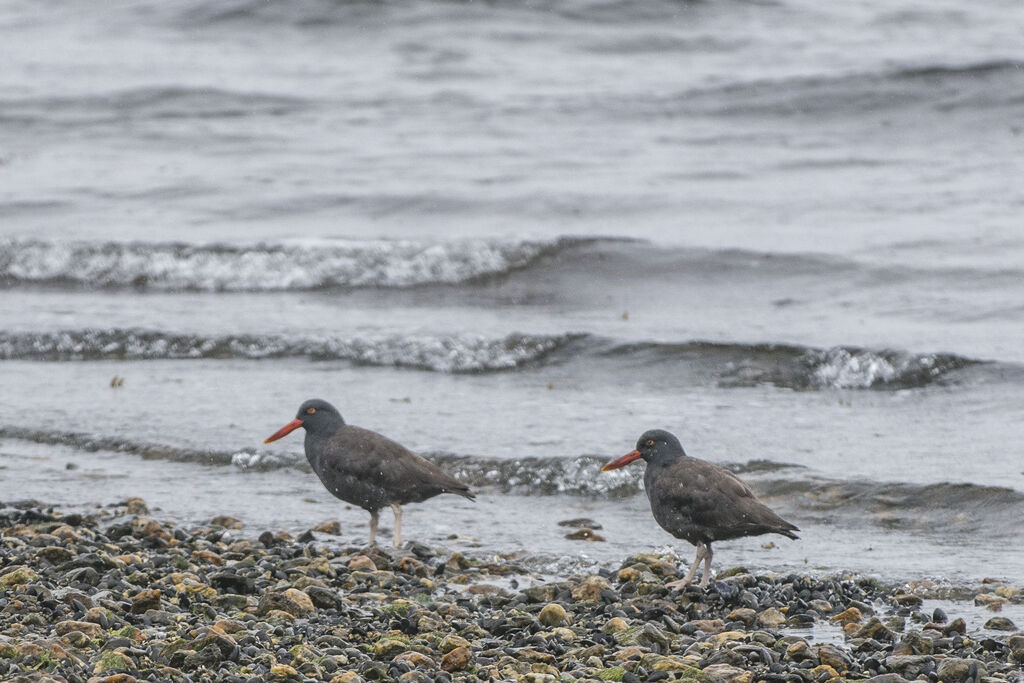 Blackish Oystercatcher