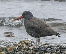 Blackish Oystercatcher