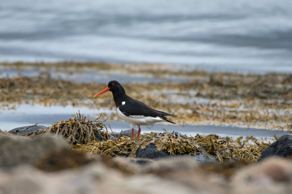 Eurasian Oystercatcher