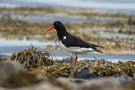 Eurasian Oystercatcher