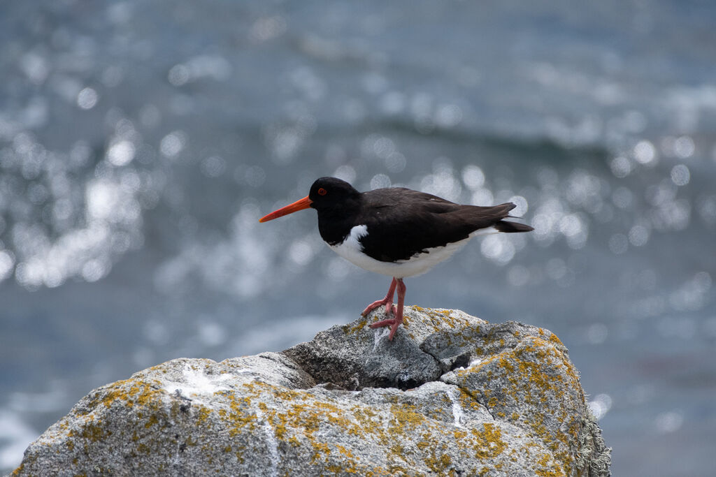 Eurasian Oystercatcher