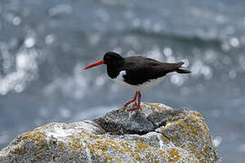 Eurasian Oystercatcher