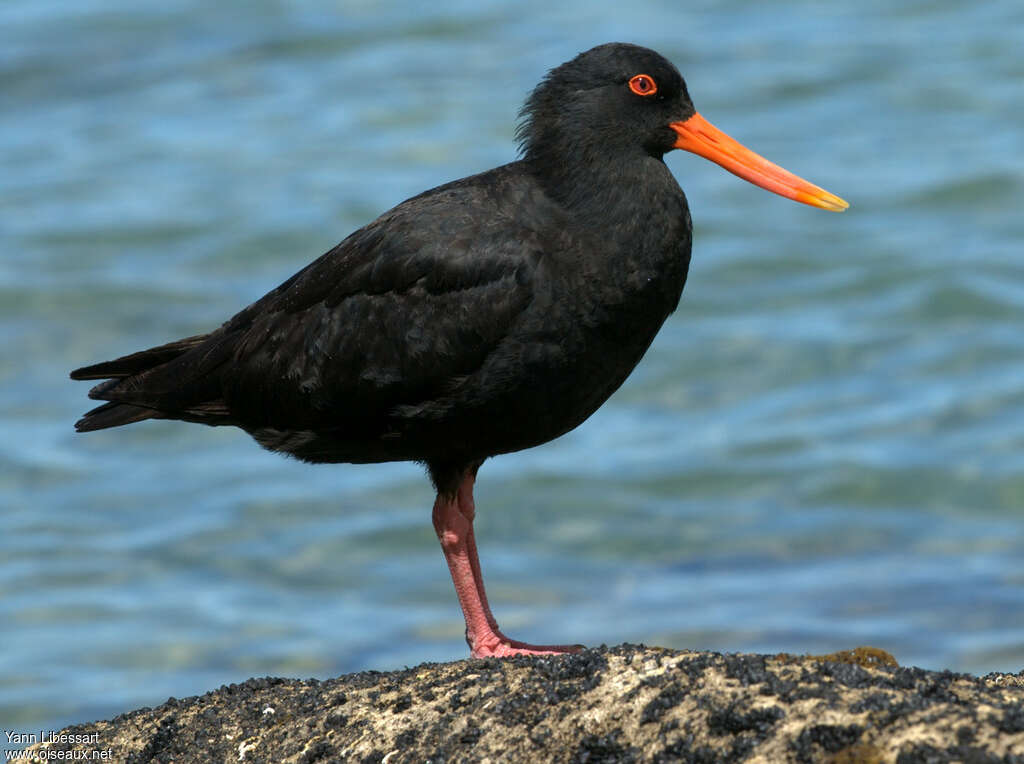 Variable Oystercatcheradult, identification