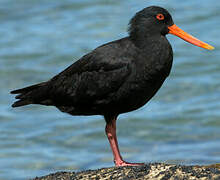 Variable Oystercatcher