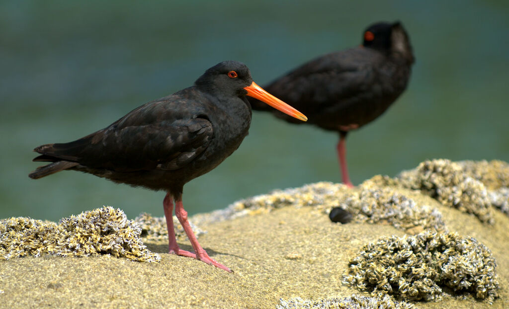 Variable Oystercatcher