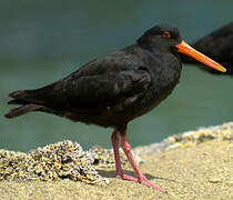 Variable Oystercatcher