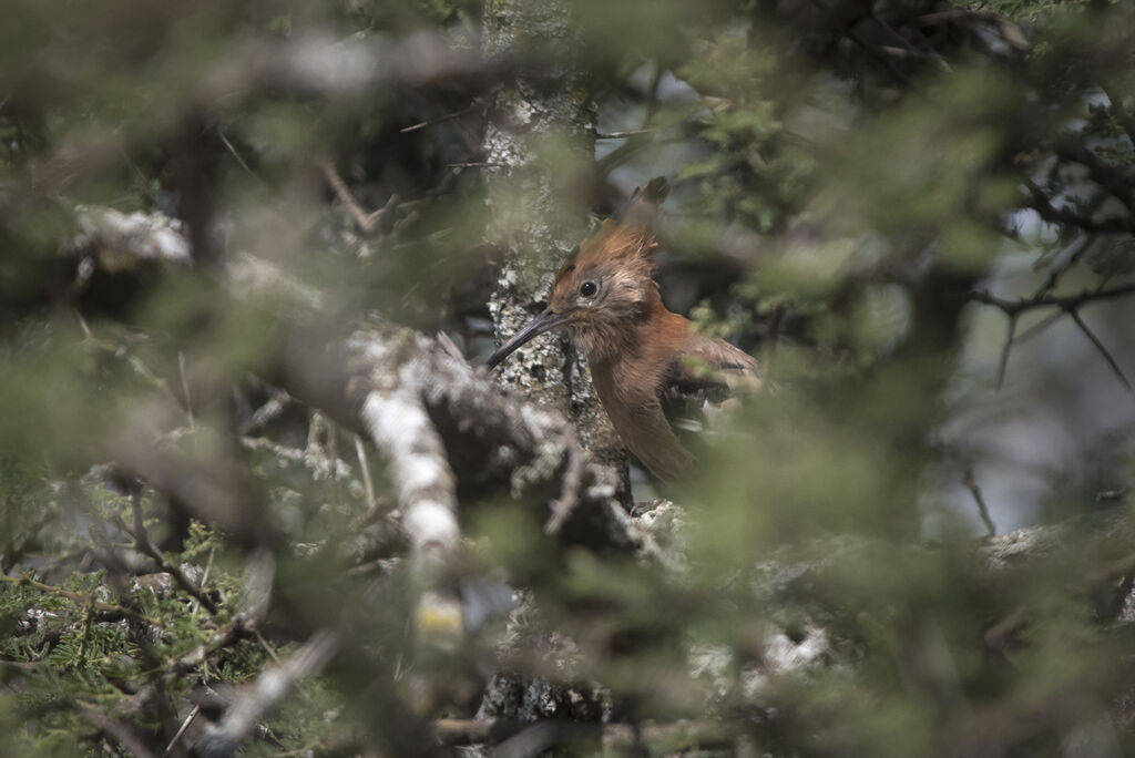 Eurasian Hoopoe